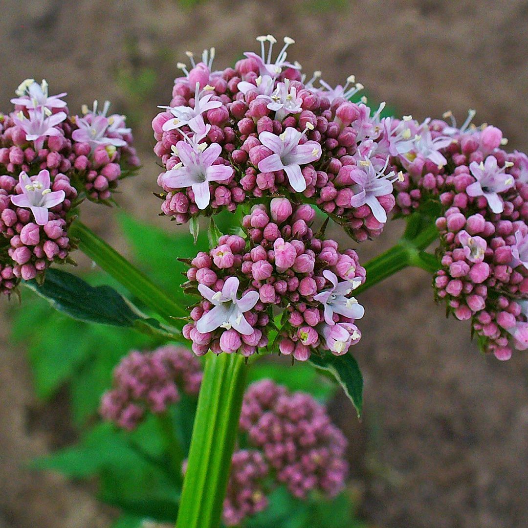 Valeriana officinalis